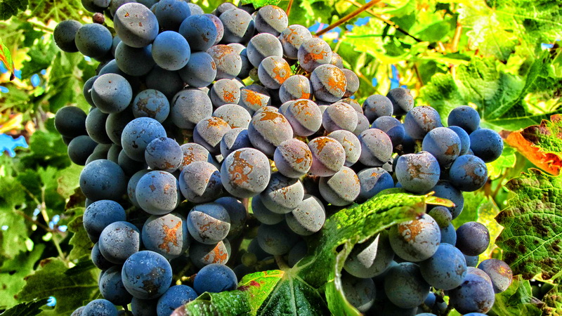 domaine-viticulture-diapo1