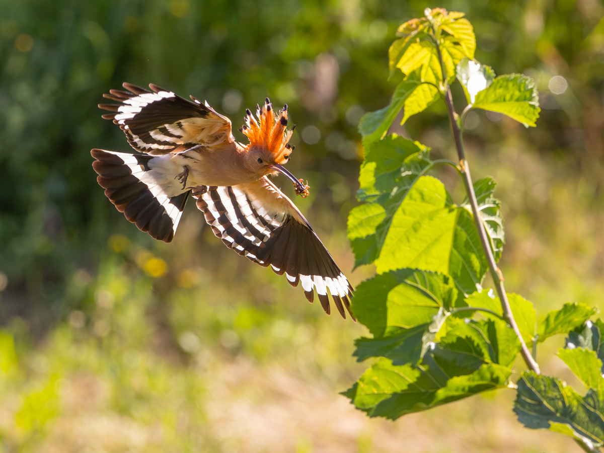 Huppe-fasciée-4-3 This Eurasian hoopoe (Upupa epops) nests in front of the Val d'Iris - Photographed by ©Vincent Dor