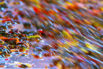 fermentation vin rosé